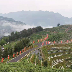 开州区大进镇茶叶基地